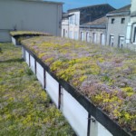 Des plantes locales pour la toiture végétalisée
