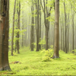 Développement de la fiilère Forêt bois en France