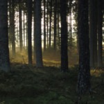 Forêt et filière bois