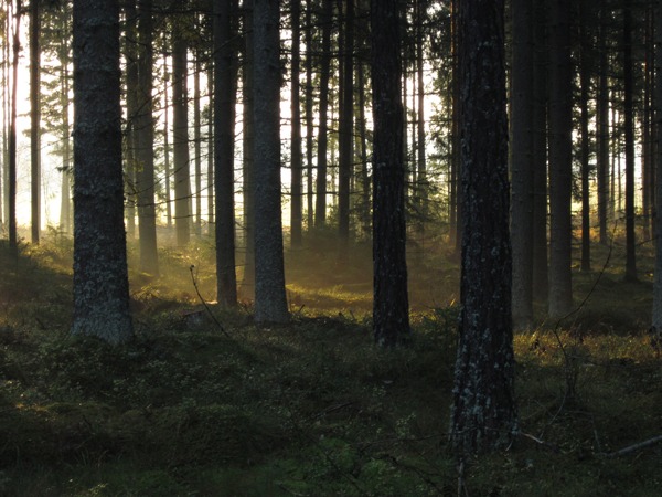 Forêt et filière bois